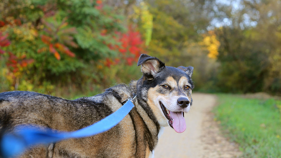 Things to Do with Your Pooch from Regina Hotels