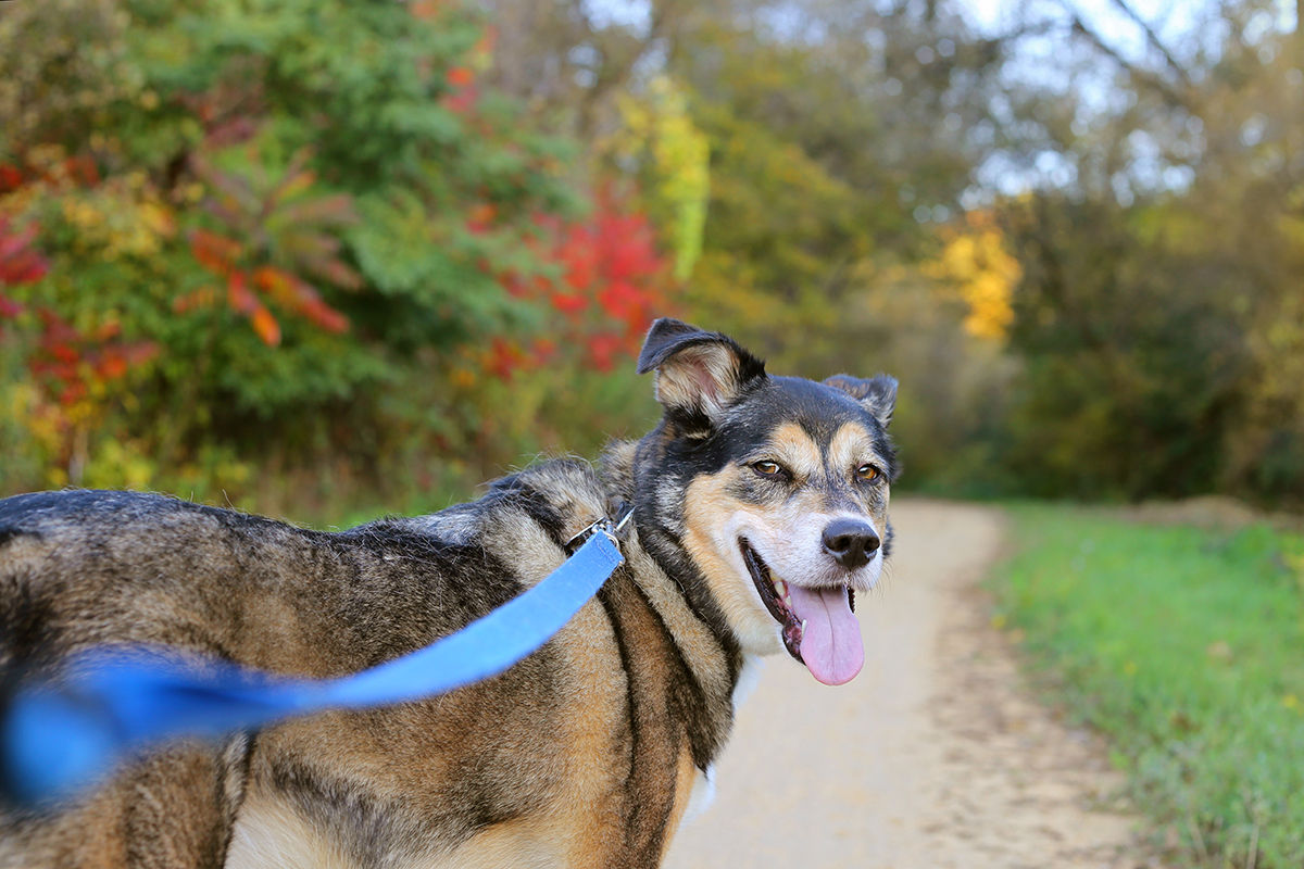 When staying at Regina hotels with your dog, be sure to check out some of the local activities and attractions you can both enjoy.