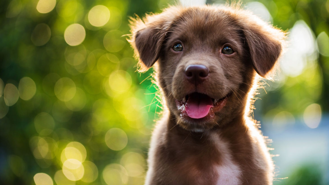 Tips for Keeping Fido Cool When Staying at Pet-Friendly Hotels in Regina